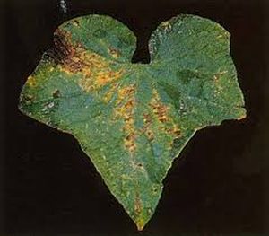 uploads/images/disease/Leaf spot.jpg